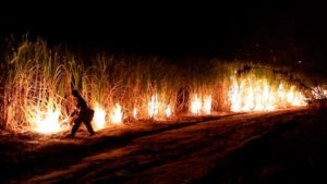 Suikerriet wordt in brand gestoken voor de oogst